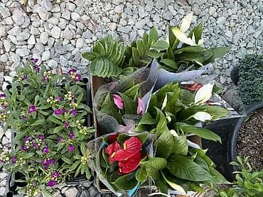 бочка для воды 200 литров: Саженцы декоративных растений для сада и ландшафта Ассортимент: - — 9