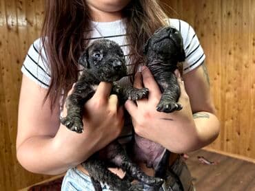 бульдоги: Щенки Канарского Дога (Presa Canario) С документами, прививками 8 — 2