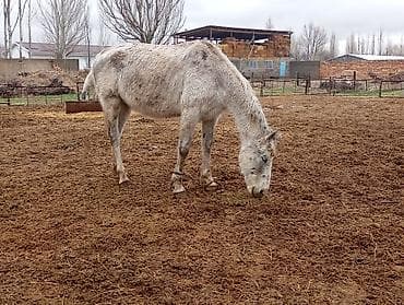 сколько стоит кошка в бишкеке: Продаю | Кобыла (самка) | Для разведения — 6