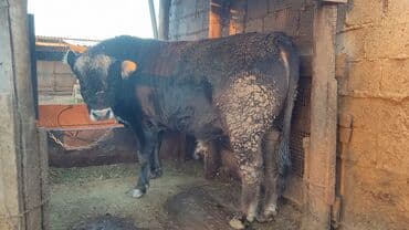 Продаю | Бык (самец) | На откорм | Привязанные