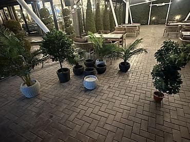 простой: Декоративные напольные растения в кашпо для интерьера и террас - — 8