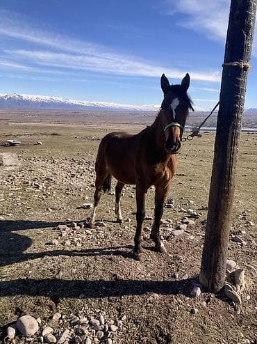 декаративный кролик: 1.5 жаш жазга кунан — 2