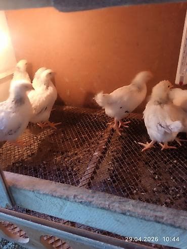 индоутята суточные цена: Продаю | Цыплята | Несушки — 2