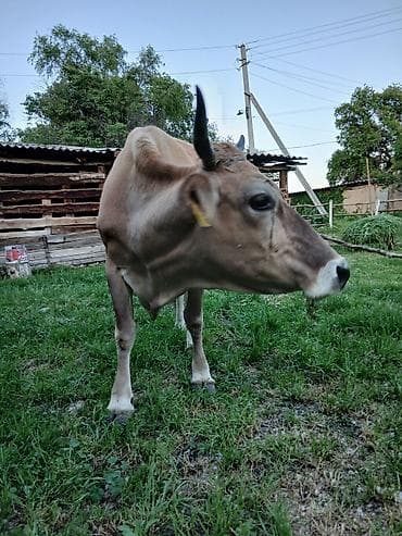 каби корим: Продаю | Корова (самка) | Для молока | Стельные — 2