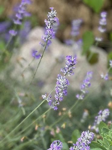 ваза для цветы: Белая и Сиреневая лаванда (Lavandula angustifolia, сорт с белыми — 6