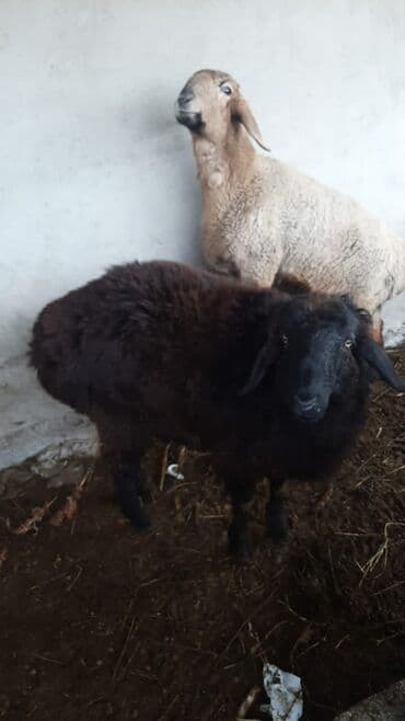 токмок животные: Продаю | Ягненок | Эдильбаевская, Гиссарская | На забой | Кастрированные — 6
