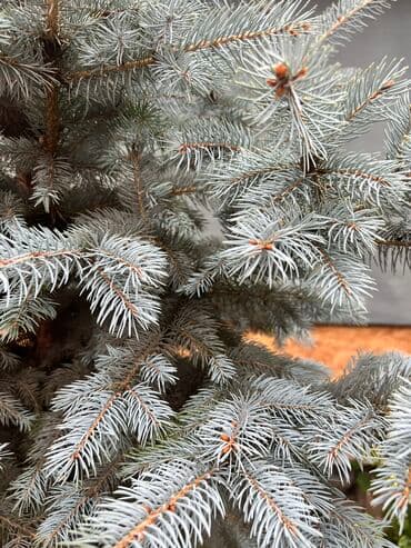 декоративный голубой ель: Голубая ель срочно — 3