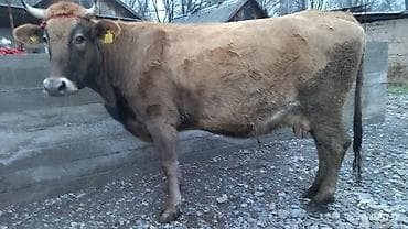 срочно продам корову: Продаю | Корова (самка) — 9