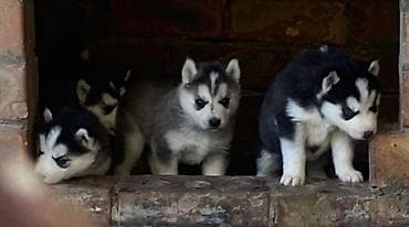 собака корги купить: Продам Щенят хаски в наличии и 2 девочки кареглазые и мальчик — 2