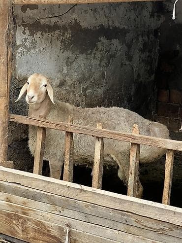 сова живая: Продаю | Овца (самка) | На забой | Матка — 3
