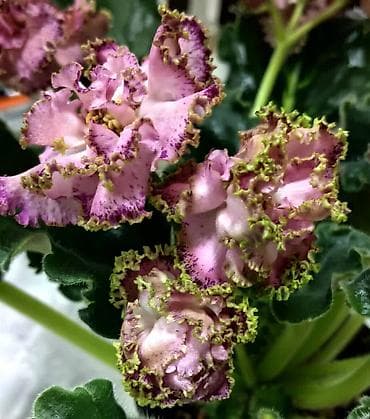 фиалки химеры: 🌱🌺🌱 Продаю сортовые ДЕТКИ стандартных, трейлерныхмини и полумини — 10