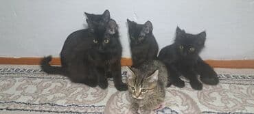 котенок шиншилла купить: Котята домашние, помёт из нескольких малышей. Окрас: преимущественно — 5