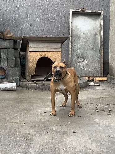 курцхаар щенок: Боксёр, 3 года, Самец, С прививкой — 1