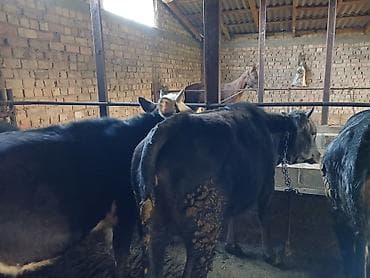 голуби животное: Продаю | Бык (самец) | На откорм | Привязанные — 4