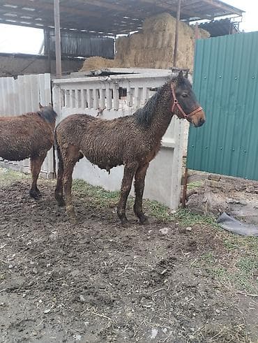 Башка жаныбарлар: Сатам | Бээ (ургаачы) | Жумушка | Асыл тукумдуу — 7