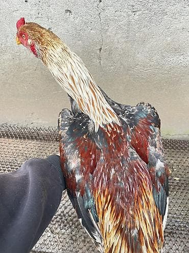 ары ящик: Сатам | Короздор | Тебиштирүүчү | Тебиштирүү үчүн — 4