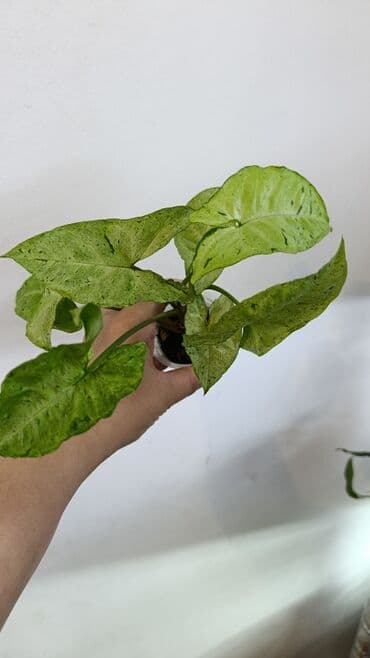 домашние растение: Продаю цветы все цены разные, находится в Кара Балте — 9