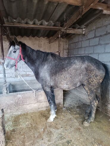 абиссинский кот: Продаю | Кобыла (самка) | Для разведения, Для молока, Рабочий — 1