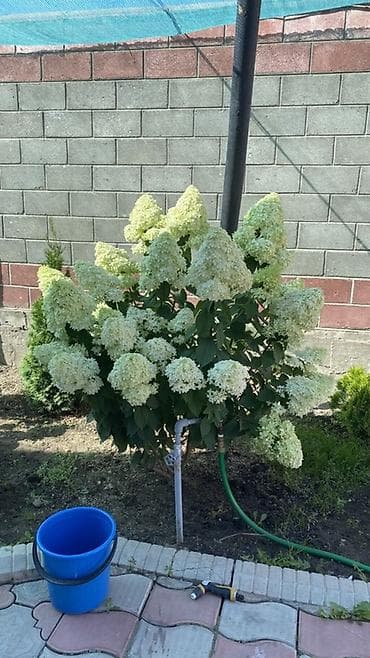 сирень гул: Саженцы — 4