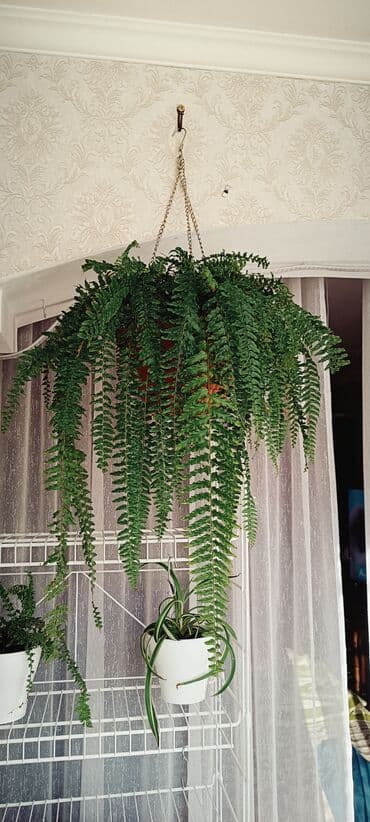 подвесные кресла: Пышный папоротник с густой листвой, подходящий для подвесного — 6