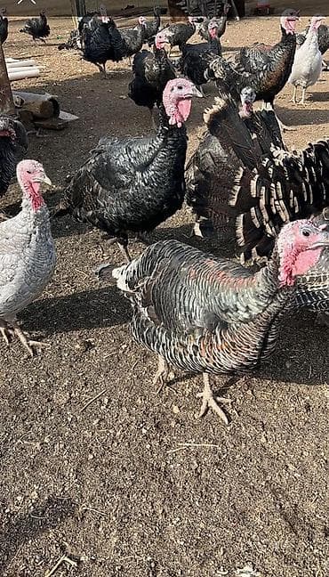перо: Продаю | Индюшата | Бройлерная | На забой | Племенные — 2