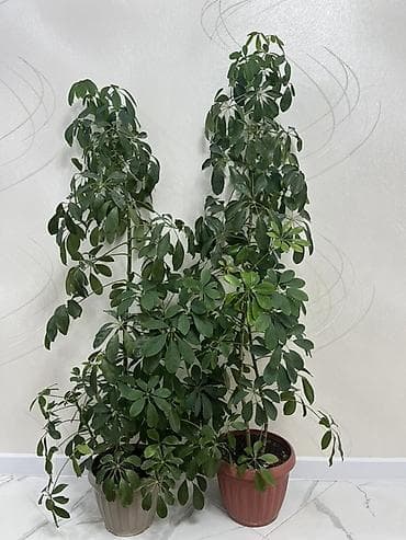 комнатные пионы купить: Комнатные растения в горшках: 1) Эпипремнум (потос) «Golden/Marble — 10