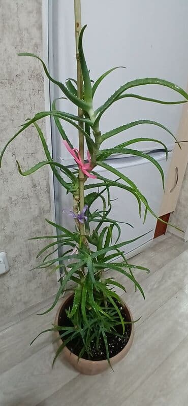 одежда оптом дордой: Продаю комнатные, домашние цветы. В новых горшках и хорошем — 24