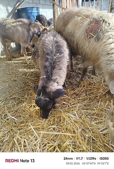 Продаю | Коза (самка) | Для разведения