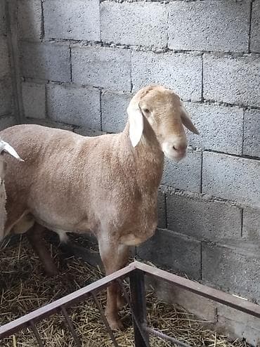 красный речка: Продаю | Баран (самец) | Полукровка | На забой, Для разведения | Осеменитель — 1