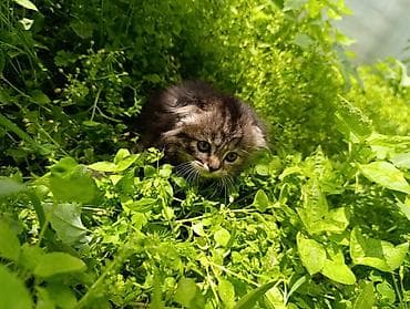 рыжие котята: Отдам котят, умные, милые, к лотку приучены, кушают всё, родились — 9