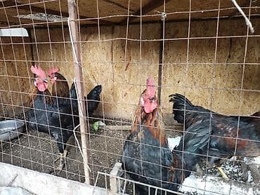 Продаю | Петух | Для разведения