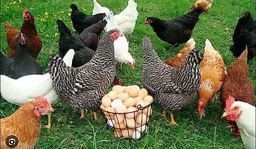 Другие животные: Продаю кур идеально подходят что бы держать и разводит так же для — 1