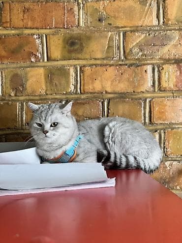 тайские кошки цена: 1 год, Мальчик, Серебристая шиншилла, Приучена к лотку — 1