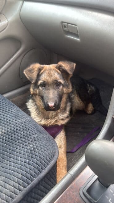 Аквариумдар: Щенок немецкой овчарки с паспортом и всеми прививками, возраст 4 — 5