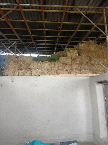 Беде экинчи учунчу орулган туутор баасы 350 сомдон арпа саман баасы — 2