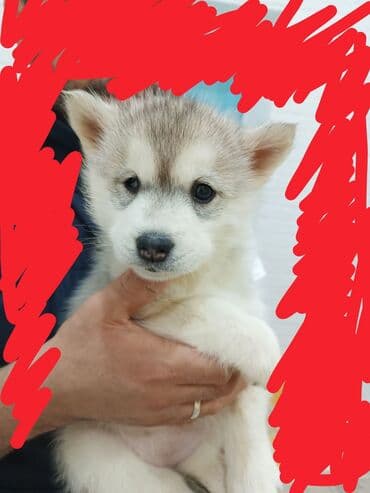 сенбернар бишкек: В любящую семью пристраивается щенок хаски! Девочка с родословной и — 5