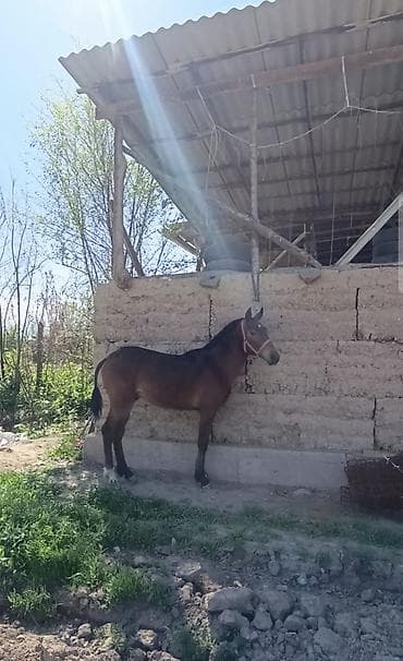 токмок собака: Тай сатылат бою 1.43 баасы 100,мин Кеми бар, (Адрес) город кара — 6