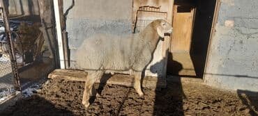 белый хомяк: Продаю | Овца (самка) | Для разведения — 3