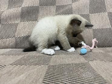 коты белый: 1 месяц, Девочка, Приучена к лотку — 3