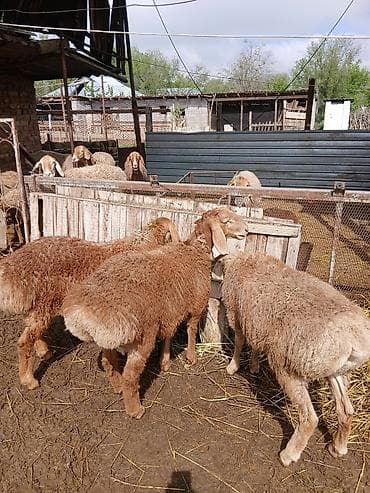 собаки сокулук: Сатам | Козу | Арашан | Көбөйтүү үчүн | Асыл тукумдуу — 9
