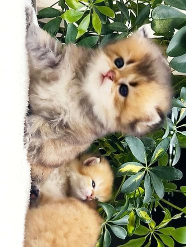 кот ориентал: Скотиш Фолд (Шотландская вислоухая), 1 месяц, Мальчик, Приучена к лотку — 8