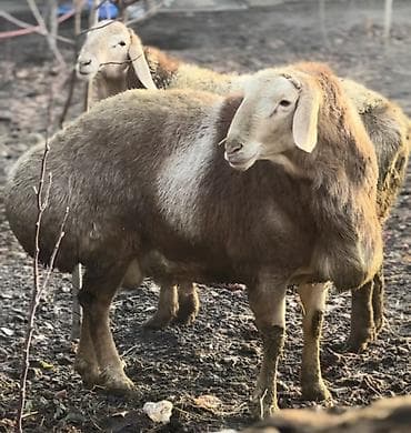 Ветеринар кызматы: Сатам | Ургаачы кой (ургаачы) | Көбөйтүү үчүн — 7