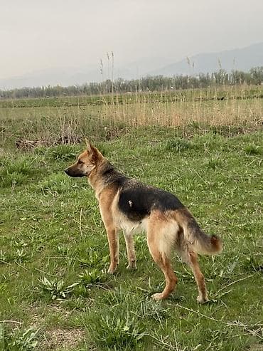 Немецкая овчарка, 1 год, Самка