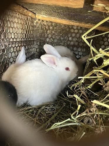 кошка рэгдолл цена: Кролики декоративные, молодые. 1-2 мес, 1 мес по 400с 2мес по 800с — 3