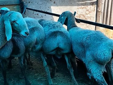 70 сом: Сатам | Кочкор (эркек) | Гиссар | Союуга — 4