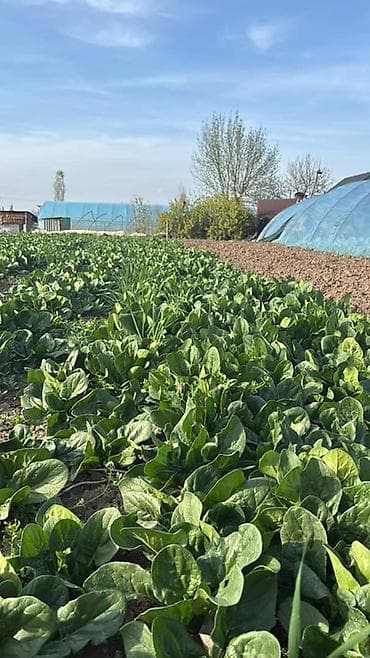 пошив тент: Бригада рабочих на полевые и сельхоз работы Мы Дружная команда из 25 — 6