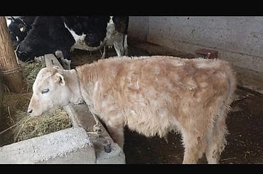 А/ч жаныбарлары үчүн тоюттар: Сатам | Музоо | Бордоп семиртүү үчүн — 1