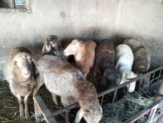 собака алабай купить: Продаю | Баран (самец) | Полукровка | Для разведения | Племенные — 5