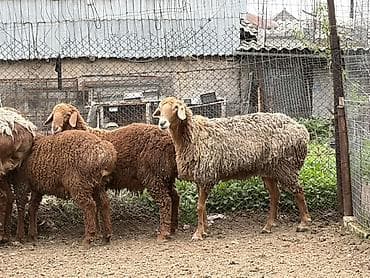 собаки авчарки: Продаю | Овца (самка) | Для разведения | Матка — 1