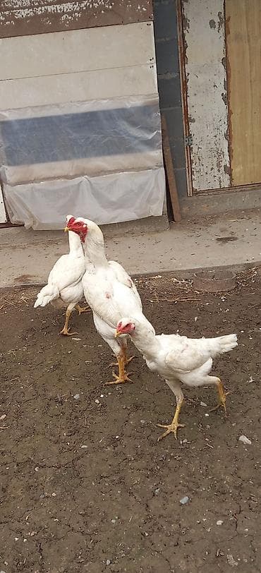 обмен на дакан: Продаю | Куры | Домашняя | Для разведения — 3